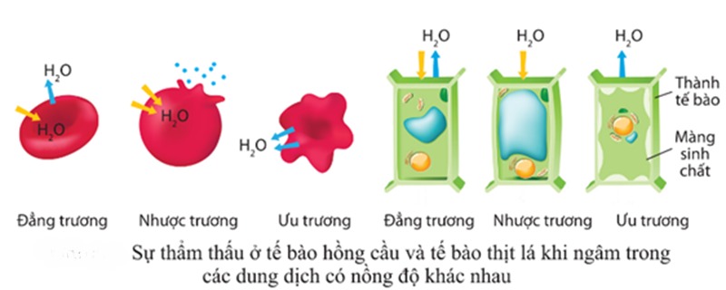 Tác động của thẩm thấu đến sức khỏe con người